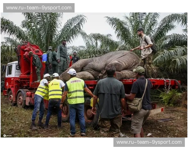 诸神黄昏与大象咆哮：科特迪瓦vs希腊，那场被命运写烂了的剧本